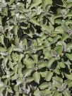 Plectranthus argentatus Silver Shield