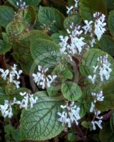 Plectranthus ciliatus