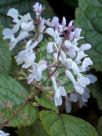 Plectranthus ciliatus