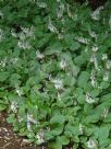 Plectranthus ciliatus