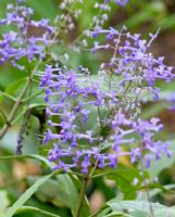 Plectranthus ecklonii Medley-Wood