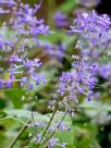 Plectranthus ecklonii Medley-Wood