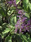 Plectranthus ecklonii Medley-Wood