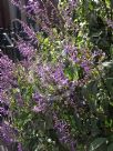 Plectranthus ecklonii Medley-Wood