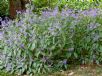 Plectranthus ecklonii Medley-Wood