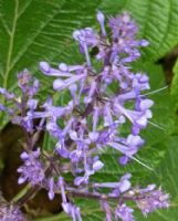 Plectranthus fruticosus