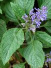 Plectranthus fruticosus