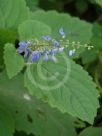 Plectranthus graveolens