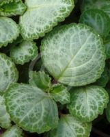 Plectranthus oertendahlii