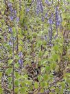 Plectranthus parviflorus