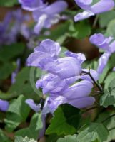 Plectranthus saccatus