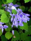 Plectranthus saccatus