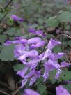 Plectranthus saccatus