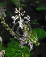 Plectranthus verticillatus