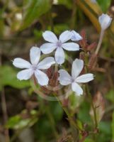 Plumbago zeylanica