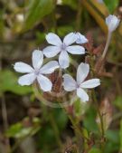 Plumbago zeylanica