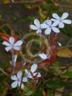 Plumbago zeylanica