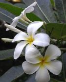 Plumeria obtusa