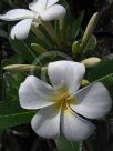 Plumeria obtusa