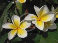 Plumeria rubra acutifolia