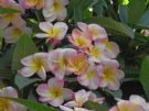 Plumeria rubra