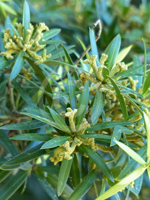 Podocarpus elatus | Plum Pine information & photos