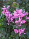 Polygala dalmaisiana Grandiflora