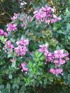 Polygala dalmaisiana Grandiflora