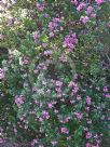 Polygala dalmaisiana Grandiflora