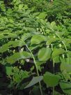 Polygonatum biflorum