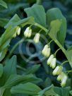 Polygonatum hybridum