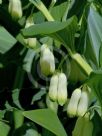 Polygonatum hybridum