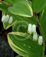 Polygonatum odoratum pluriflorum Variegatum