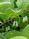 Polygonatum odoratum pluriflorum Variegatum