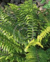 Polystichum aculeatum