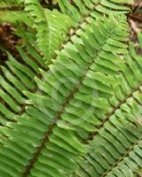 Polystichum munitum