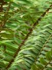 Polystichum munitum