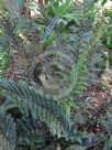 Polystichum proliferum