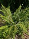 Polystichum setiferum