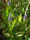 Pontederia cordata