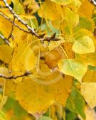 Populus balsamifera