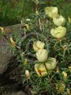 Portulaca grandiflora