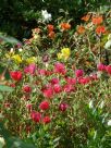 Portulaca grandiflora