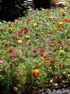 Portulaca grandiflora