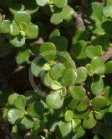 Portulacaria afra