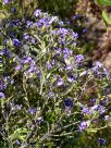 Prostanthera caerulea