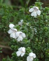 Prostanthera cuneata