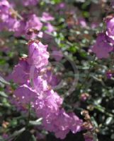 Prostanthera denticulata