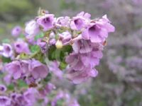 Prostanthera incana