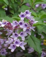 Prostanthera incisa